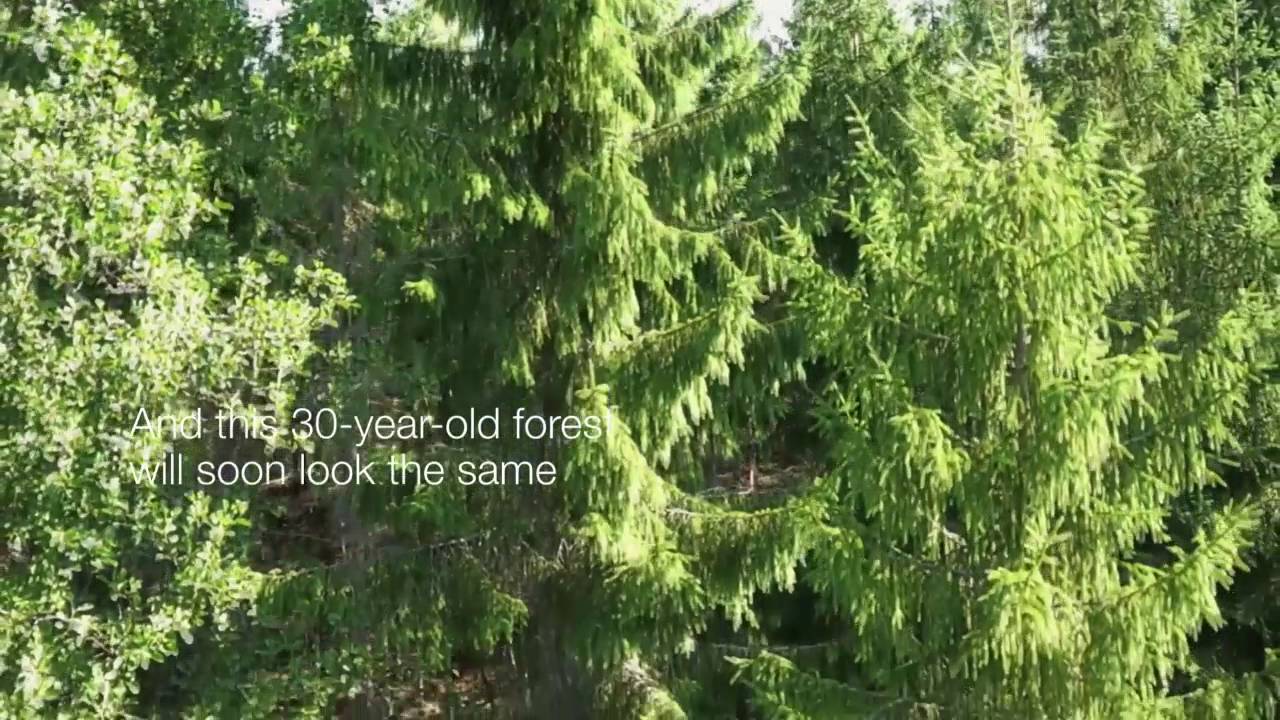 Video Sample (Iggesund - Forest)