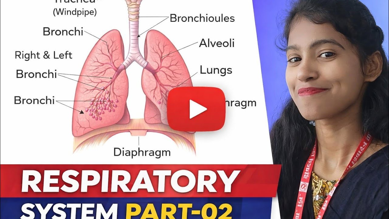 Respiratory system digram part-02 easy explanation#anatomy#physiology #biology#ortho radha #pmi 