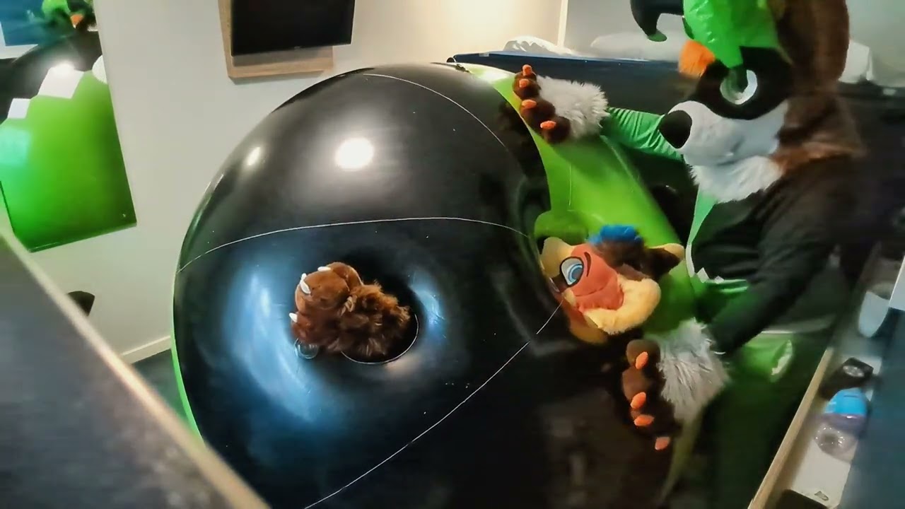 Furry gets rolled over in an Inflatable Jester Ball Suit