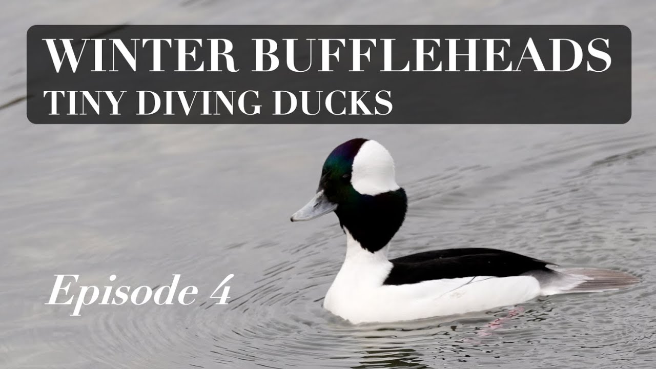 Winter Buffleheads - Tiny Diving Ducks