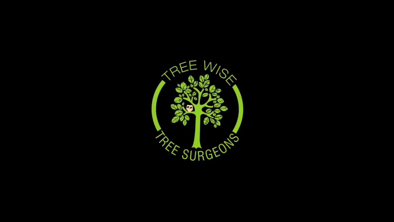 Dangerous and decayed Horse Chestnut tree removal - Arborist in Paisley, Renfrewshire