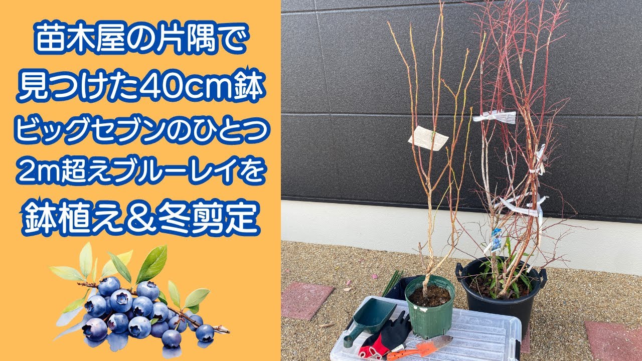 【ブルーベリー】苗木屋の片隅で見つけた雑草だらけの2ｍのブルーベリーを買ってみた！