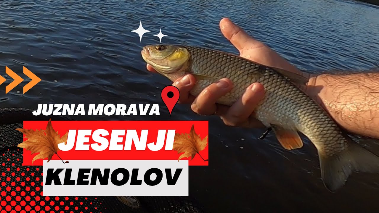 Jesenja RAPSODIJA na Juznoj Moravi - Varalicarenje Klena U Jesen