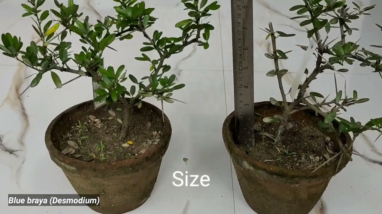Blue braya - Desmodium for sale