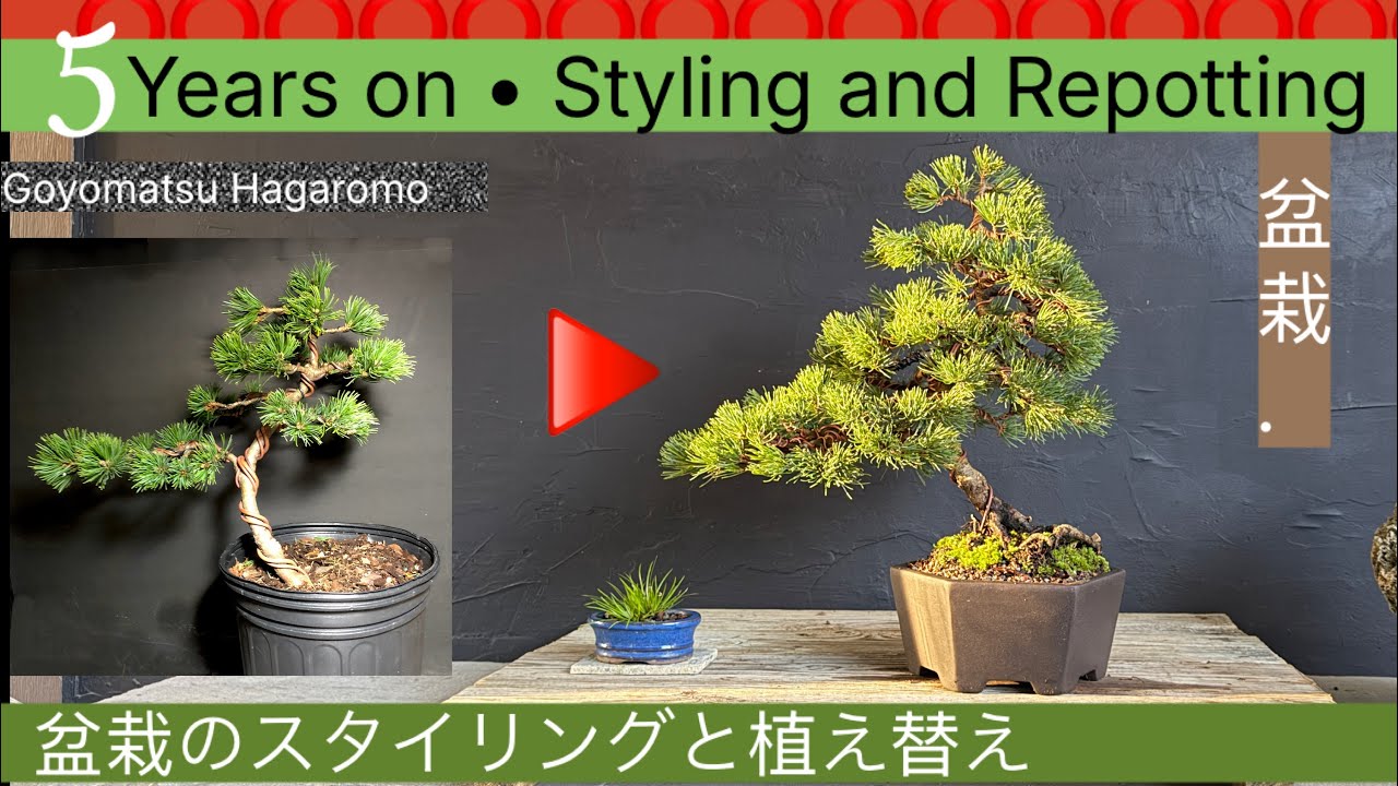 Goyomatsu Japanese White Pine Styling and Potting 
