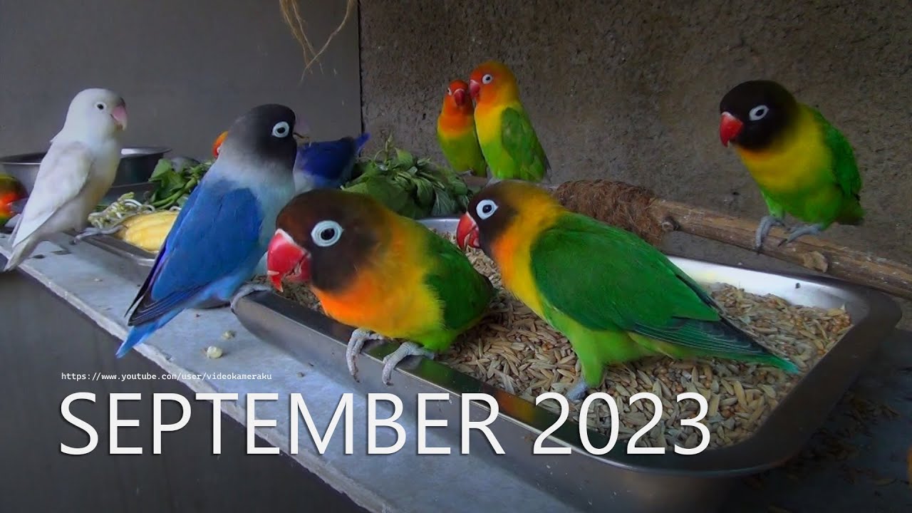Lovebird Fischers and Lovebird Personata: September 2023