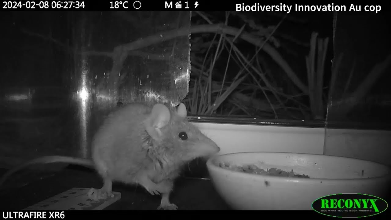 Agile Antechinus recorded during Farm Biodiversity Action Plan Fauna Survey on a dairy farm.