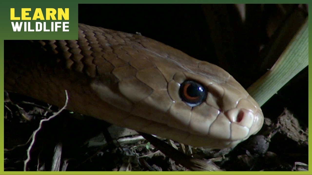 Australia's 10 Most Venomous Snakes - Deadliest Reptiles Revealed!