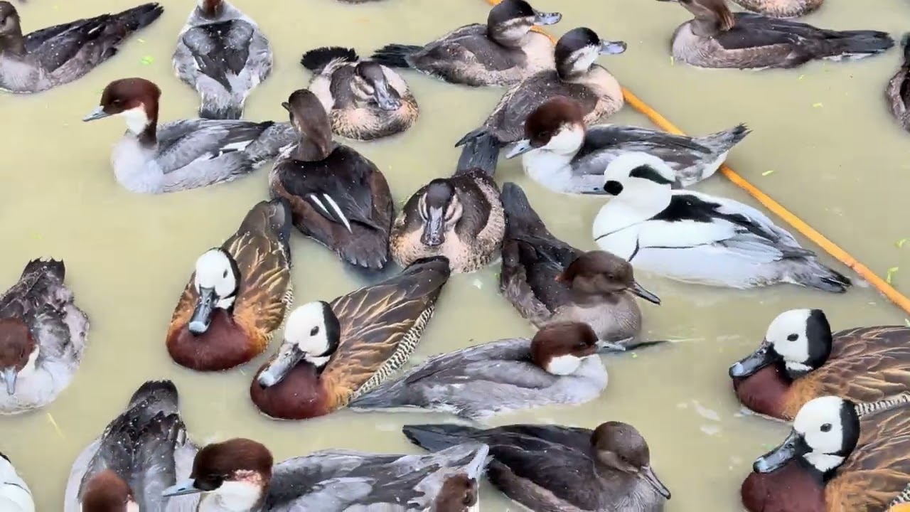All kinds of waterfowl’s  at Kirmani Breeding farm 