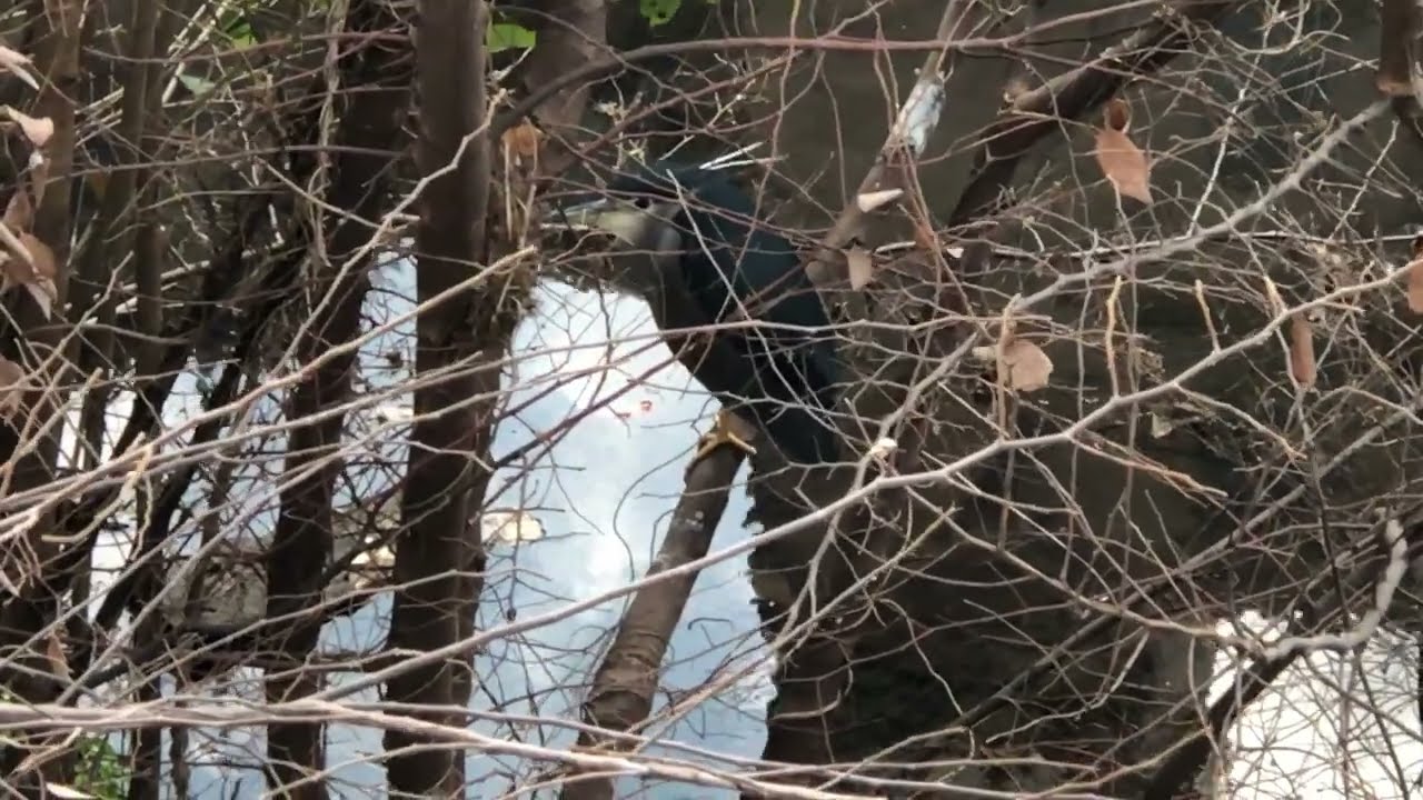 Night #Heron 24th January 2026 at around 14:50 #ゴイサギ
