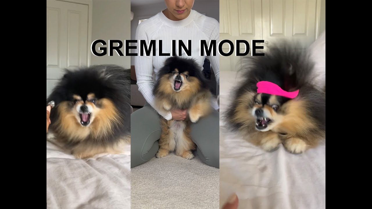 Compilation Of My Sassy Dog In 