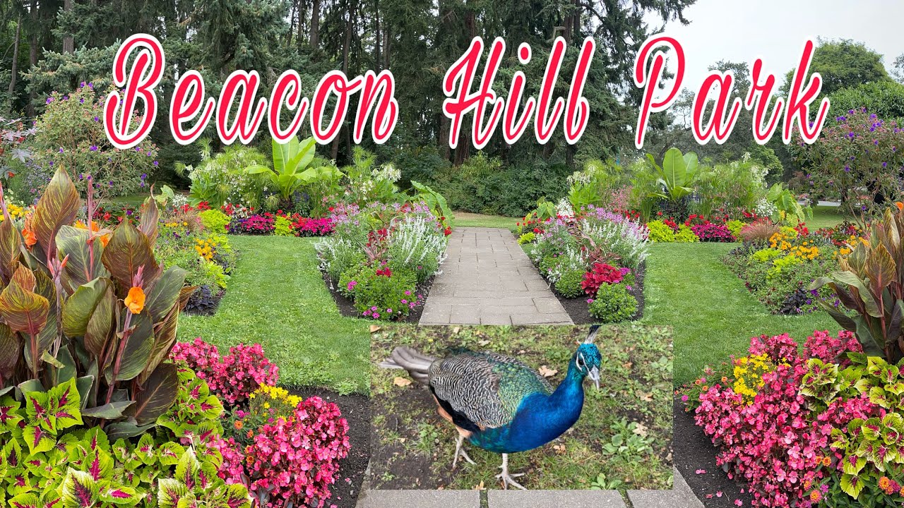 Beautiful Day at Beacon Hill Park // Victoria BC