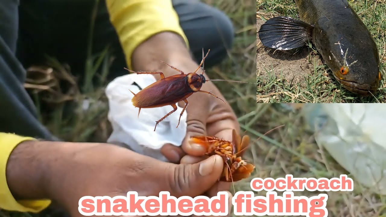 cockroach fishing snakehead fish catch murrel fish india fishing #cockroachfishing #murrelfish