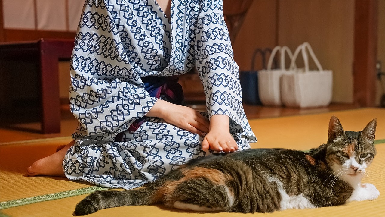 Кошачий рай! Уединённый японский отель с горячими источниками, где живут 9 кошек |Shichirigawa Onsen