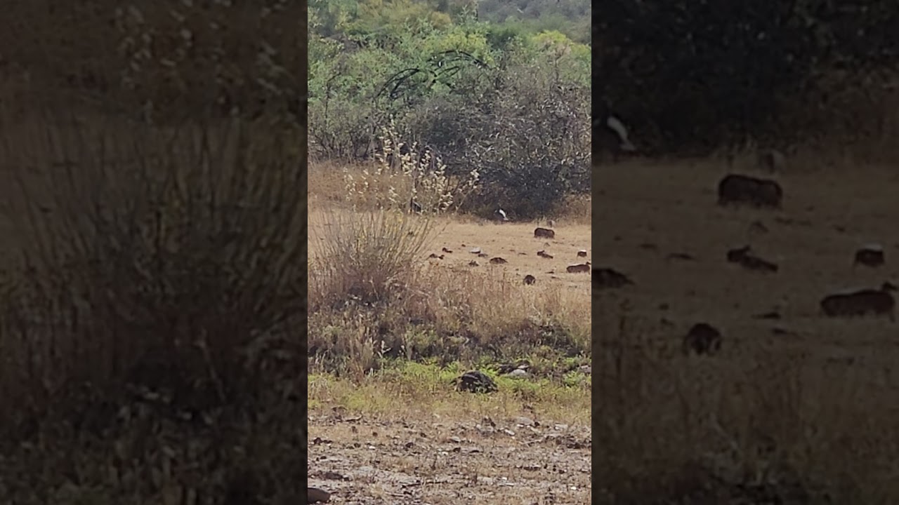 desert quail spotted near the range