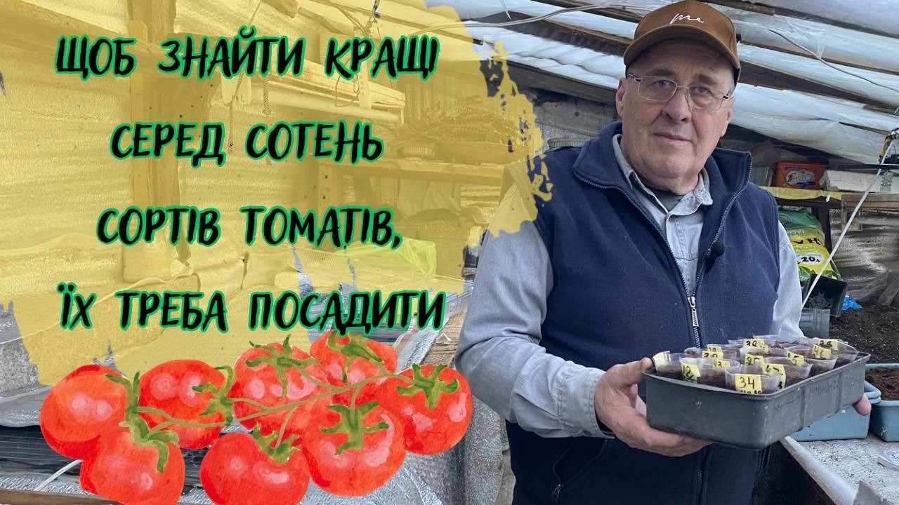 Щоб знайти кращі серед сотень сортів томатів, їх треба посадити