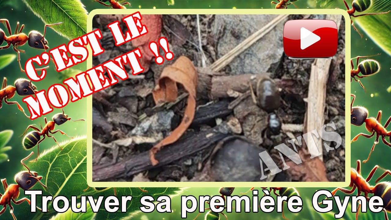 Comment trouver ma première reine fourmis (#Gyne) lors d'un essaimage