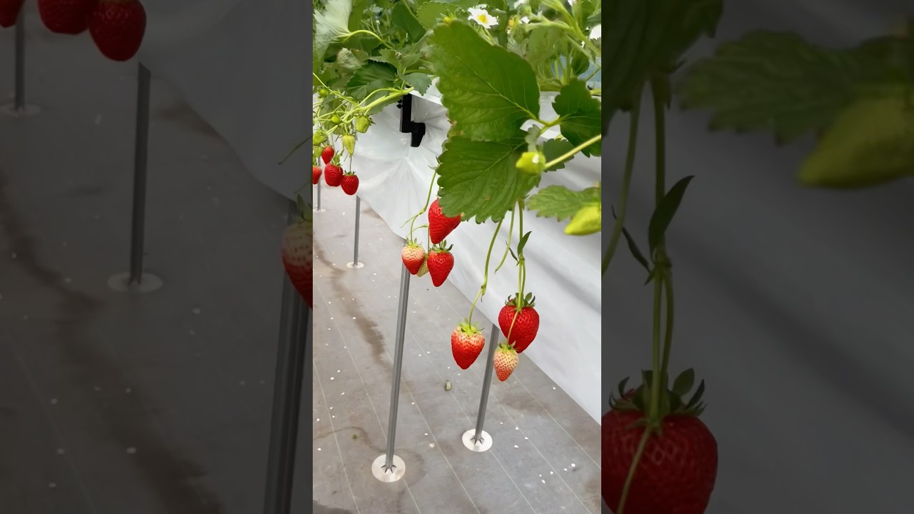 เก็บสตรอเบอรี่ปีล่ะครั้ง 🍓🍓 ลูกใหญ่มากค่า #いちご狩り　#滋賀県　#ชีวิตในญี่ปุ่น #คนไทยในญี่ปุ่น