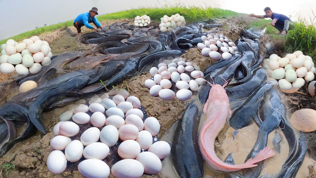 So Amazing fishing skills! catch a lot of fish