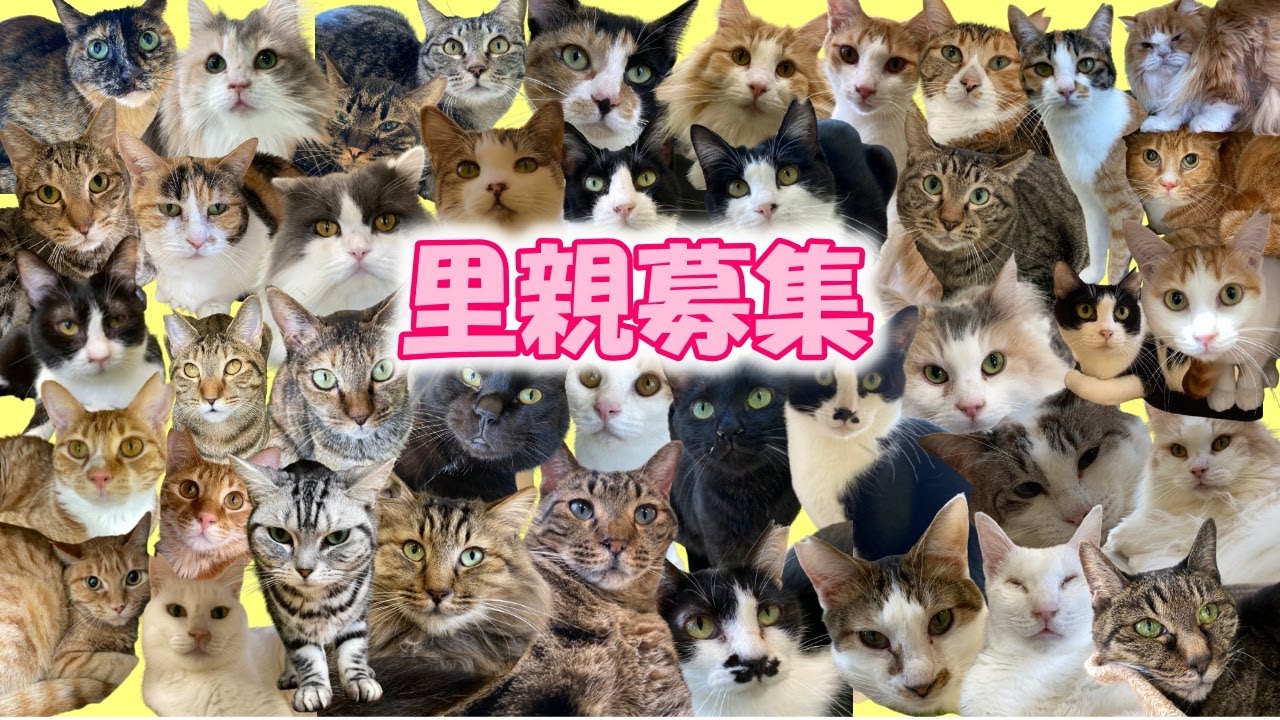 【里親募集】保護猫カフェにいる４２匹の保護猫を紹介します！
