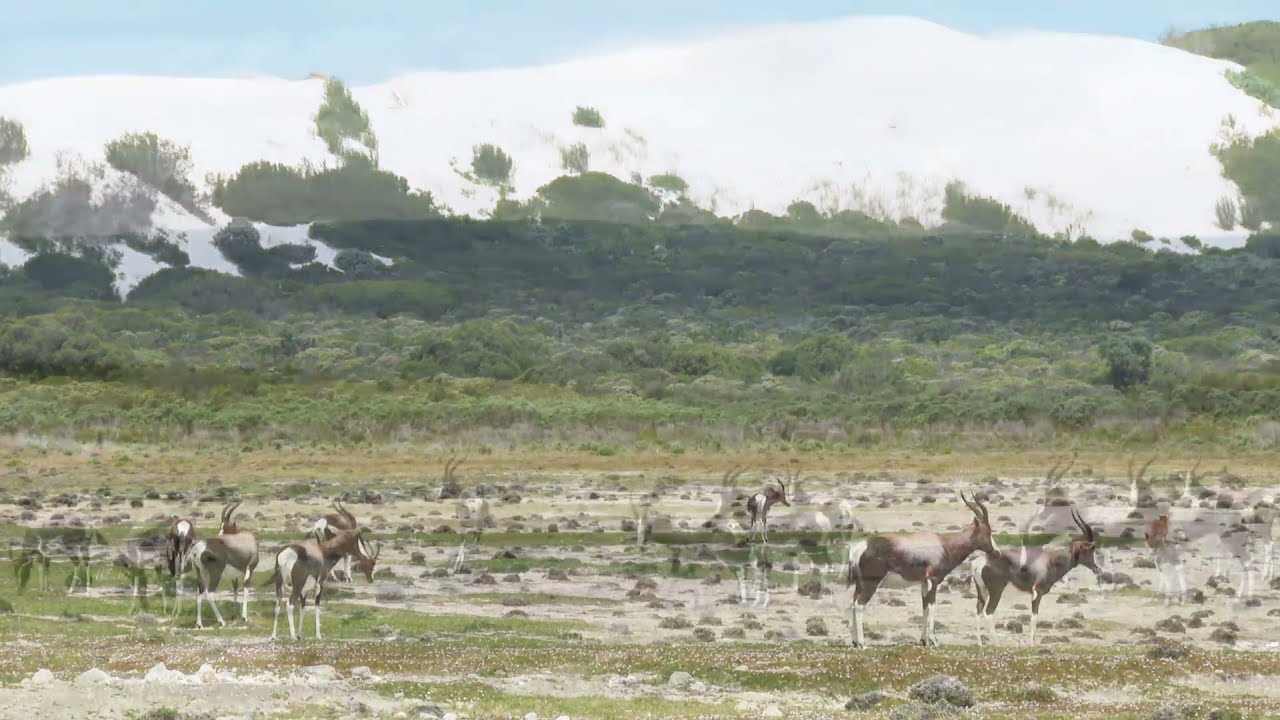 Beautiful and striking Bontebok in their natural habitat