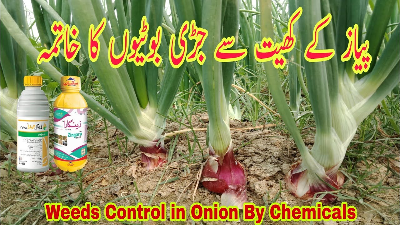 Weeds Control in Onion | Complete Plan for Weeds Control in Onion | How to control weeds in Onion