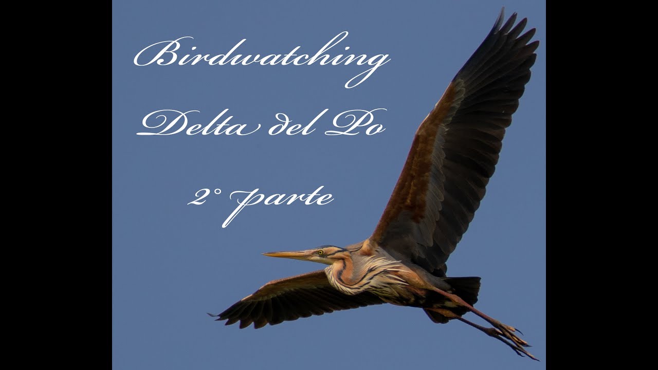 Birdwatching sul Delta del Po    II° Parte