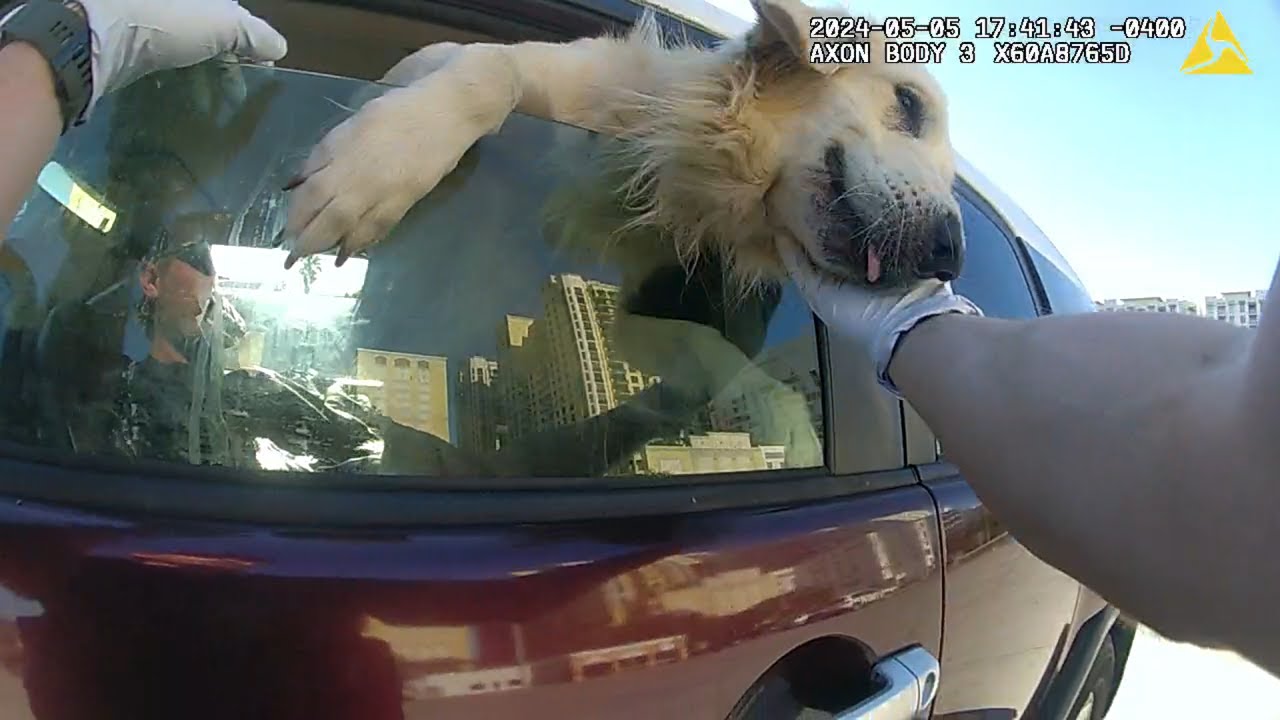 Police rescue dog locked in hot Florida car
