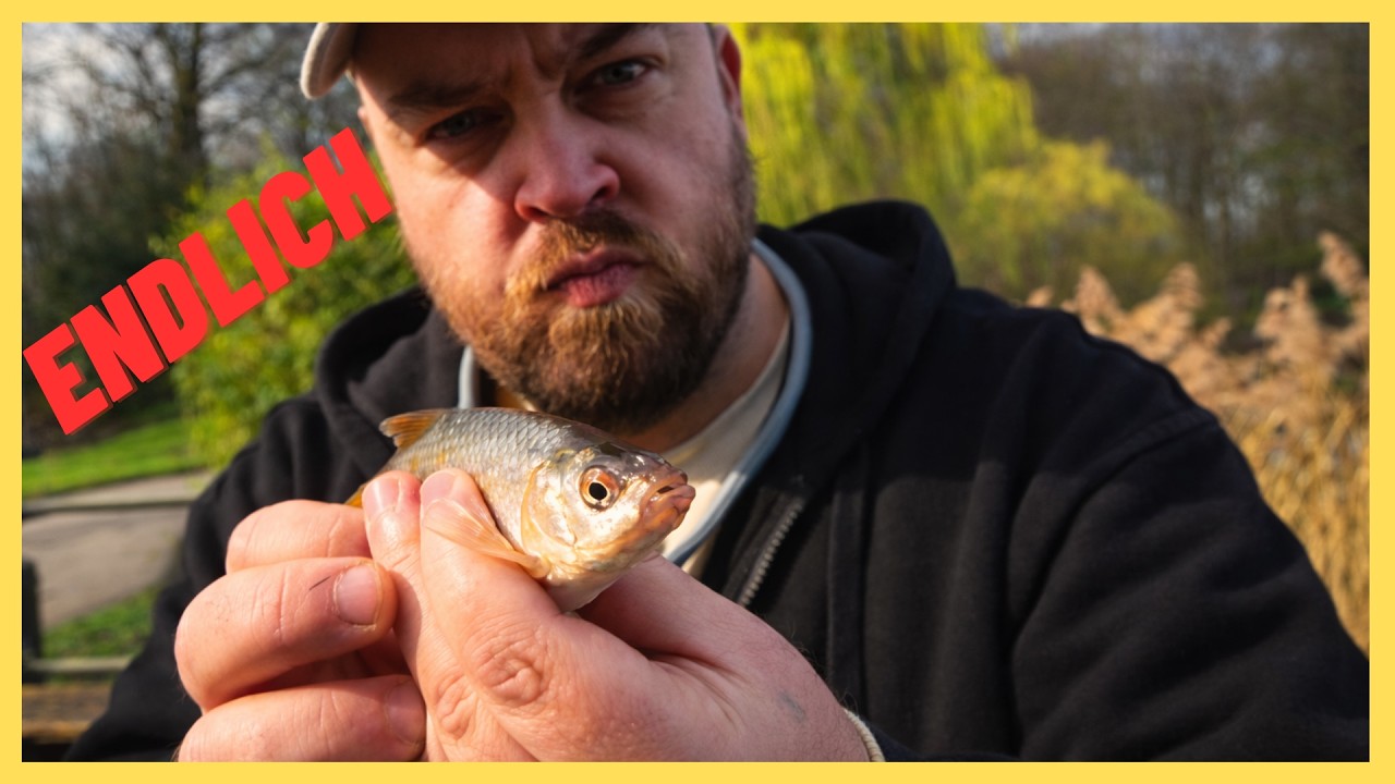 Fisch ohne Ende Feedern am Stadtteich – Der Wahnsinn geht los! 🎣 #angeln #fishing #feeder