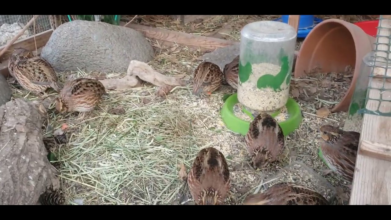Hanging out w Bobwhite Quail 🐥🐤