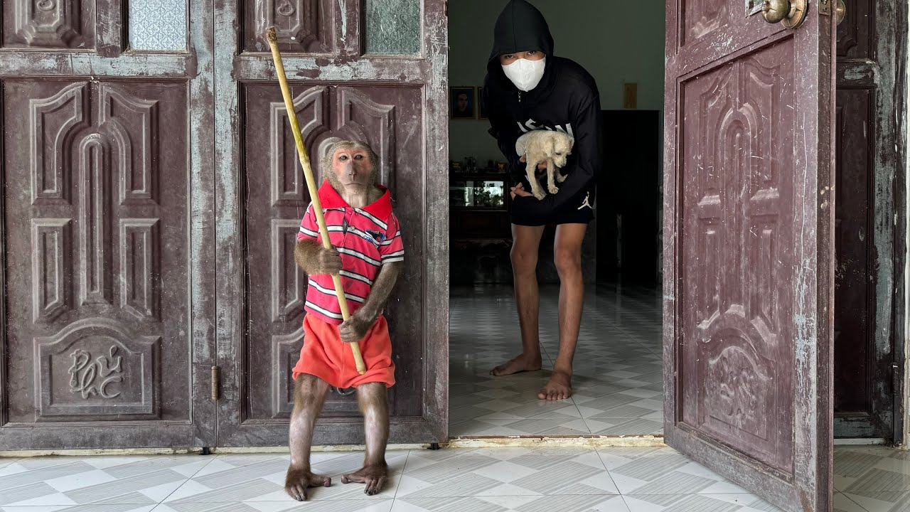 It's unbelievable! ABU monkey courageously protects his family from thieves