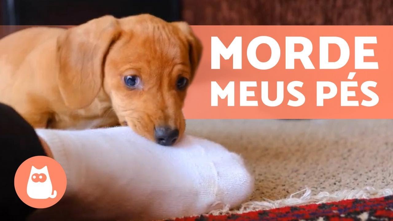 Meu CACHORRO MORDE meus pés quando eu ANDO 🚶 ‍♂️ 🐕 (causas e o que fazer)