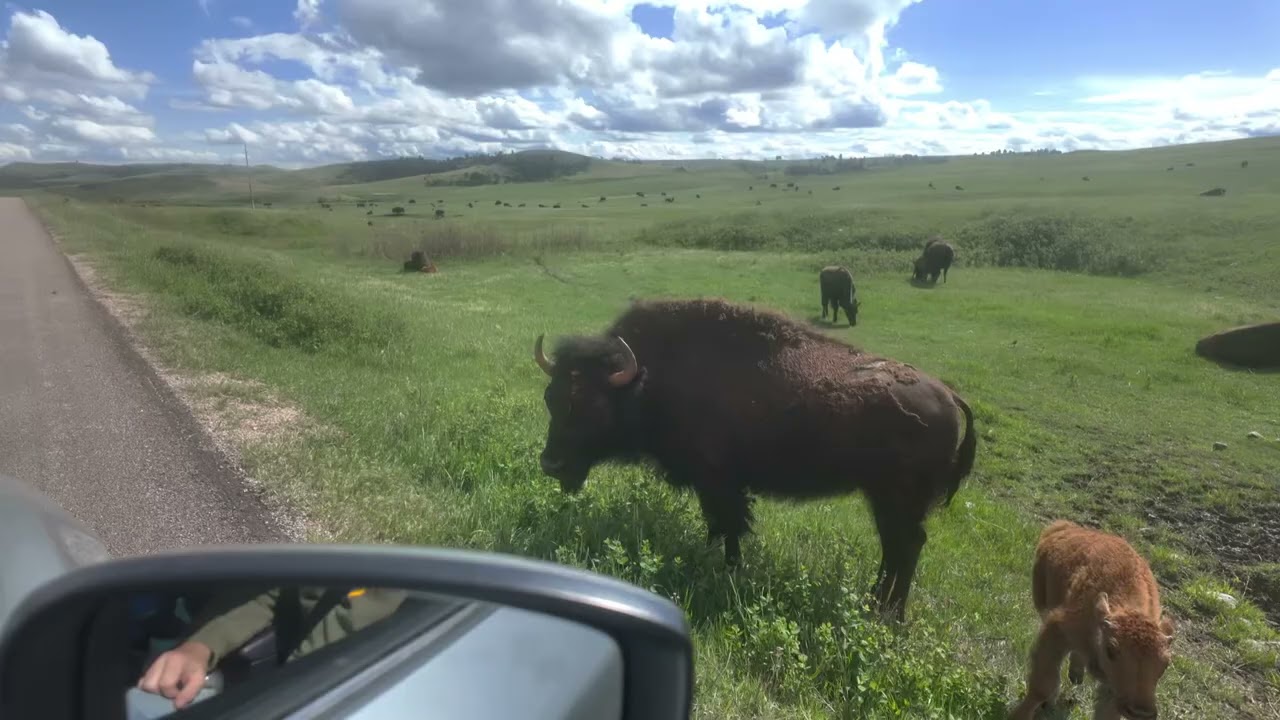 Custer State Park, South Dakota
