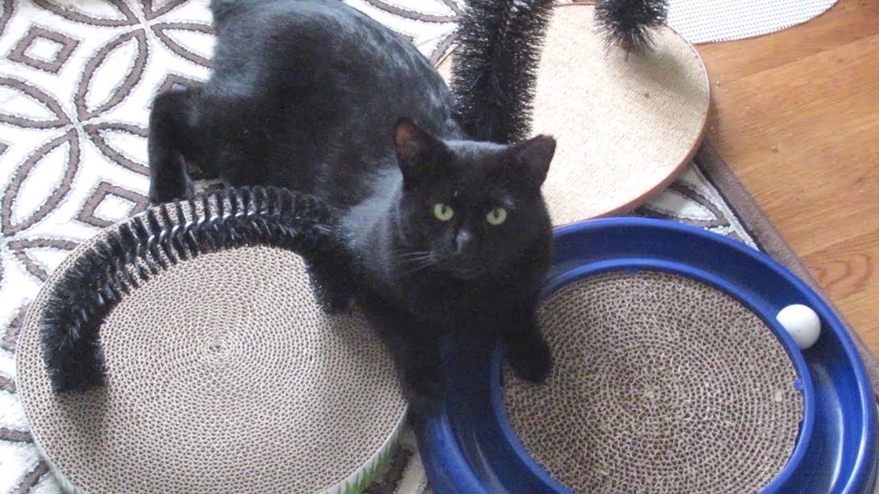 Boo Day 119 - Catit Flower Fountain, Super Circuit, Digger, Self Groomer Fireballs - Lucky Ferals