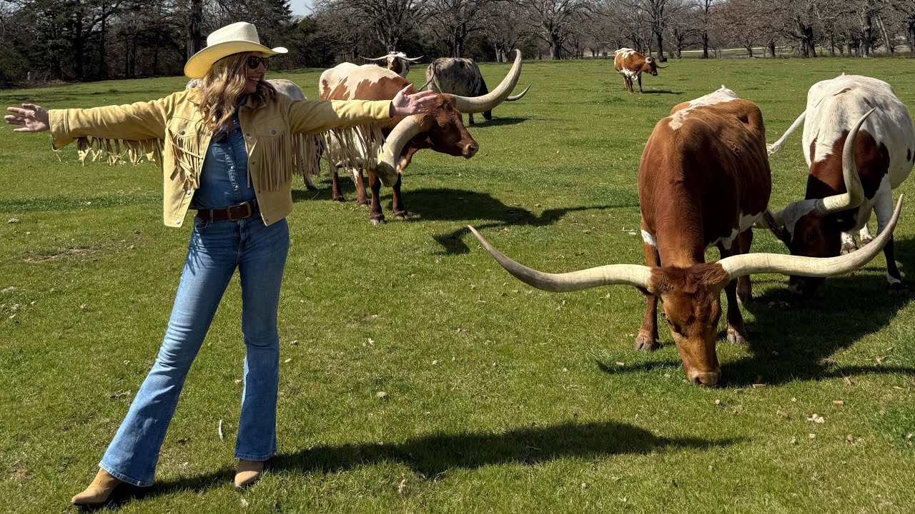 Vacas Longhorn de Texas en Aquí la Tierra (TVE) (1)