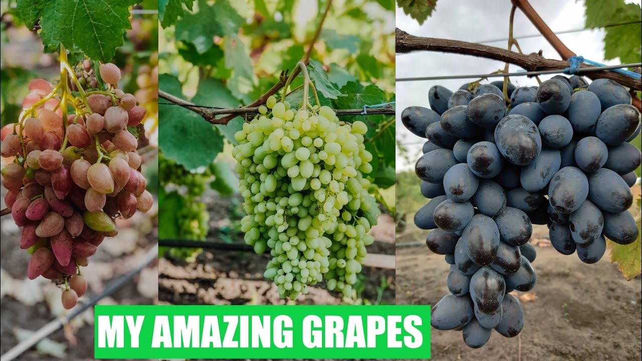 My Amazing Grapes