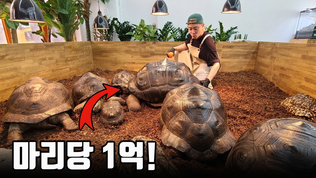 유명가수가 파충류에 미치면 생기는 일! 진짜 눈돌아가네요ㄷㄷ