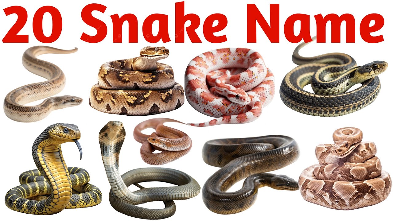 साँपों के नाम सीखें | 20 Snake Names in English for Kids Vocabulary Learning Preschool Kindergarten