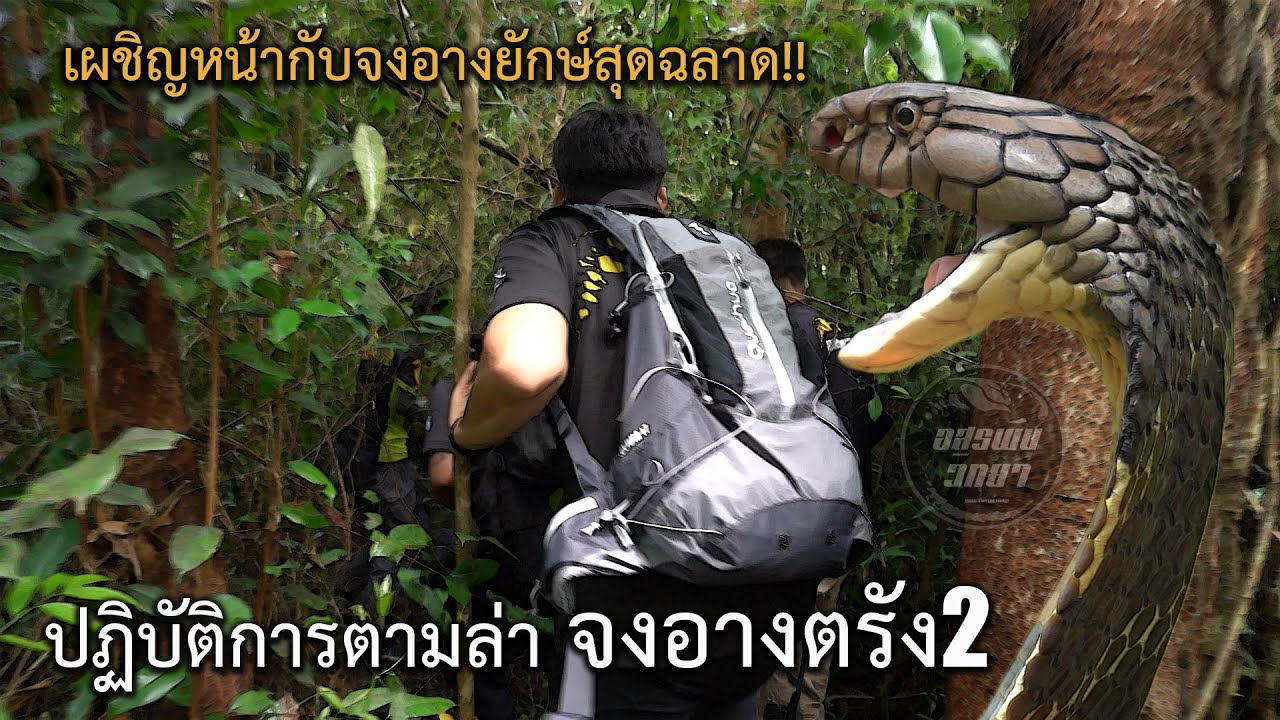 ตามล่าจงอางยักษ์ตรังสุดฉลาด ทำไมมันจึงบุกเมืองอีกครั้ง!! อสรพิษวิทยา EP.142