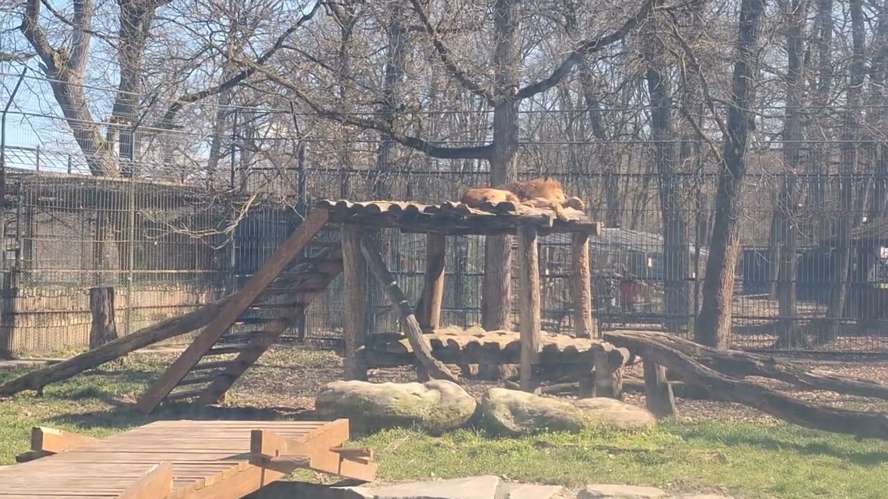 Explore Târgu Mureș Zoo | One of the Largest Zoos in Romania 🇷🇴