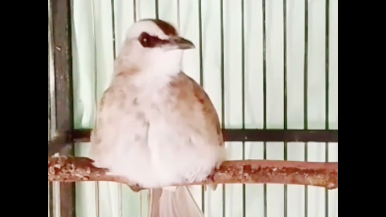 Pancingan burung trucuk sekali putar pasti nyaut bunyi dan gacor @Murdiyono-i4m 