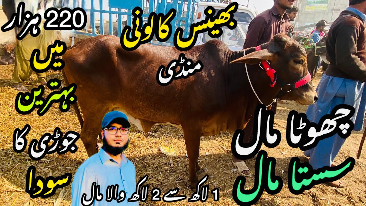 Bhains Colony Mandi Karachi Cattle Rates Update❤️ || 7 march 2026 || Cow Mandi 2026 💫