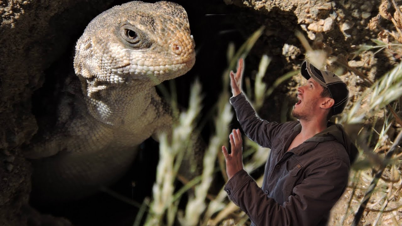 Reptiles of the Mojave Desert Part 1