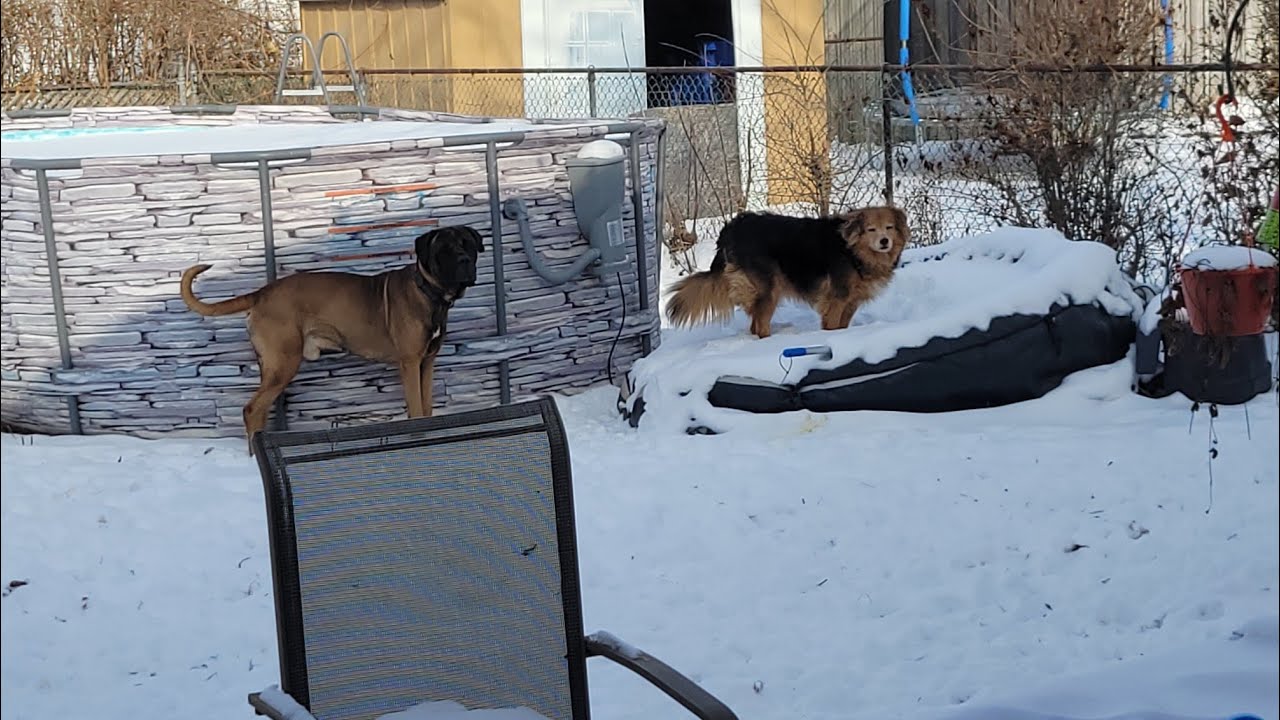  My Dogs Enjoying Snow 2026 Part 2