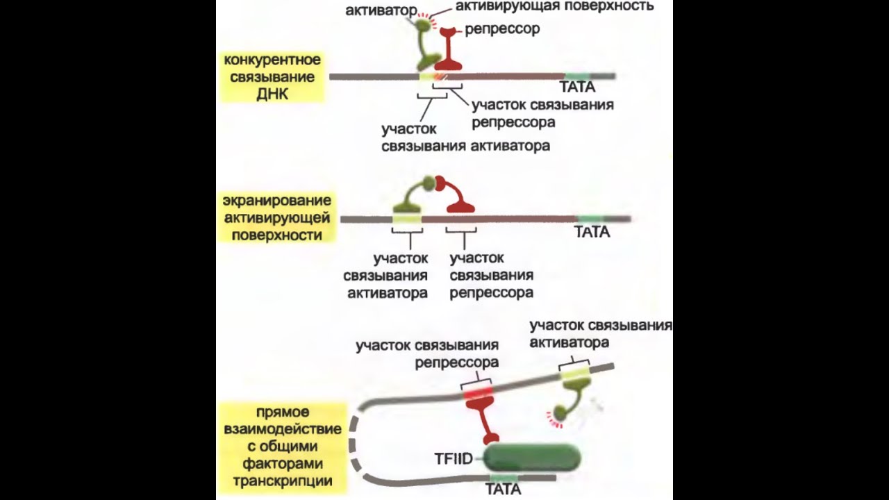Как работают генетические переключатели?