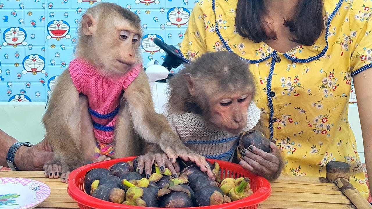 Sweet baby monkey loves to eat mangosteen