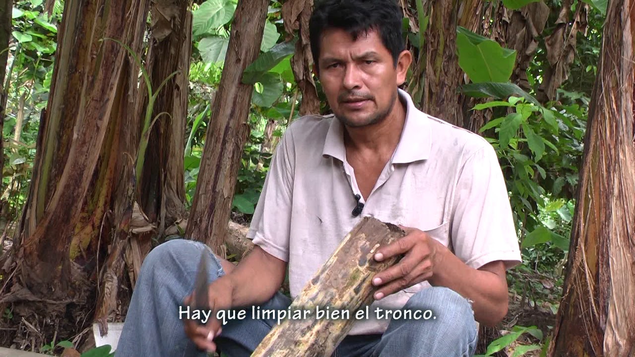 Arco y flecha para cazar