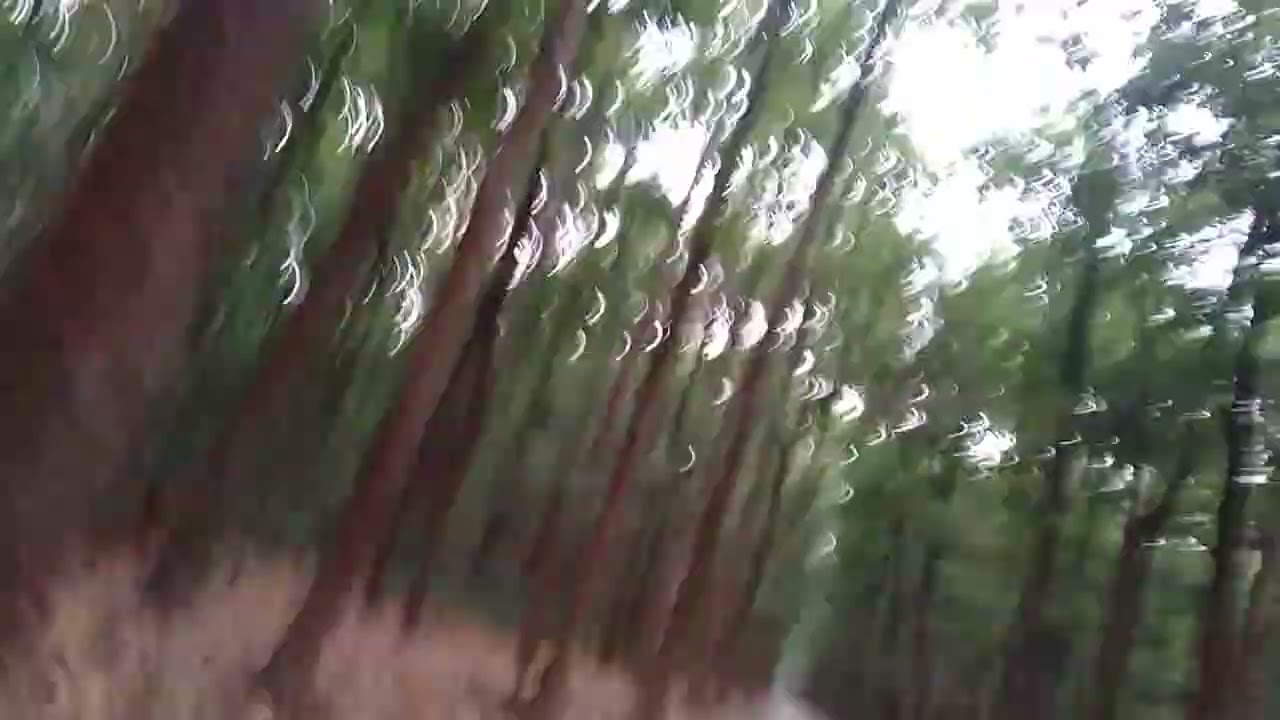 sitabani forest Ramnagar uttarakhand