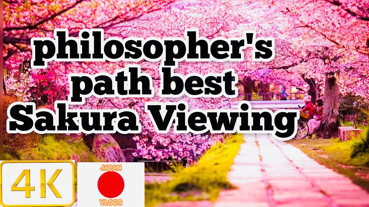 philosophers path japan 桜の中・拡張哲学の道 best sakura 4K Viewing kyoto japan 2022