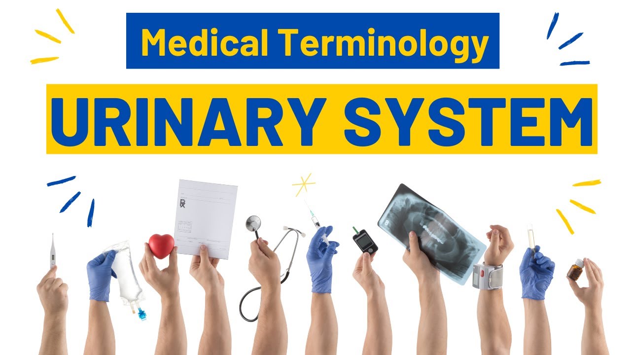 Medical Terminology: Urinary System #medicalterminology